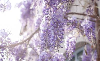 Purple-white flowers, blossom, tree branches
