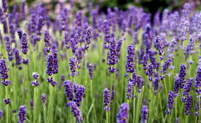 Lavender, flowers, farm, flora, nature