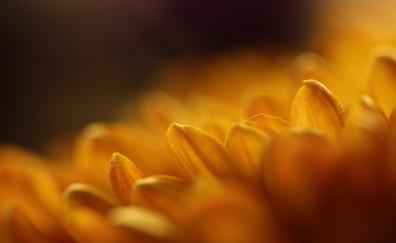 Gerbera, yellow, flower, close up, petals