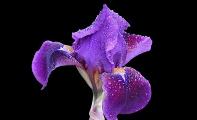 Iris, flowers, blue, drops, portrait