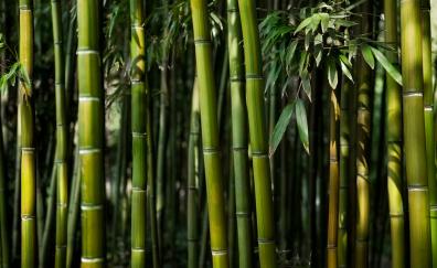 Green trees, forest, bamboo