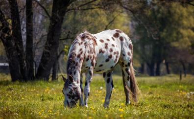 Horse, spots, grazing, animal