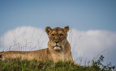 Confident, predator, sit, lioness