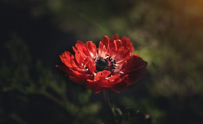 Red, anemone, flower, portrait