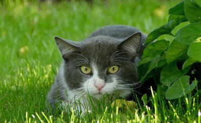 Curious, animal, cat, grass, outdoor