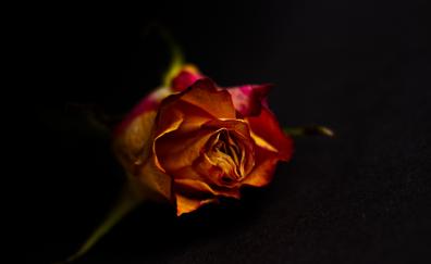 Rose, orange, portrait, close up