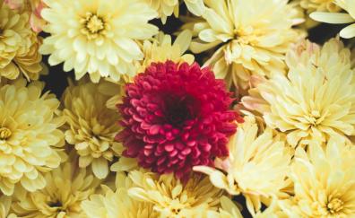 Gerbera, flowers, yellow and pink