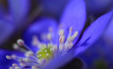 Anemone, flower, blue, close up