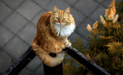 Orange tabby cat, pet, animal