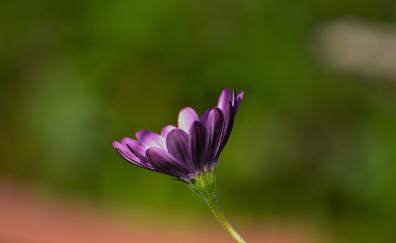 Purple flower, close up, blur, bloom