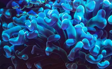 Underwater, coral, close up, blue