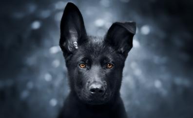 Pet, black puppy, German Shepherd