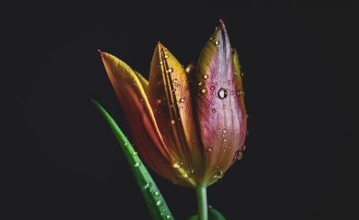 Drops, colorful, tulip