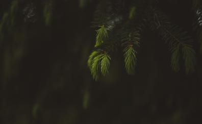 Blur, portrait, leaf, fern