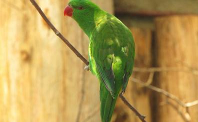 Green parrot, adorable, bird