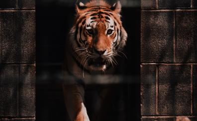 Tiger, wild, predator
