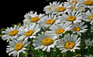 Spring, flowers, meadow, white daisy