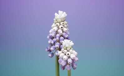 ios 11, stock, flower, muscari, gradient, minimal