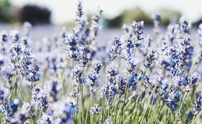 Meadow, blue, small flowers, flora