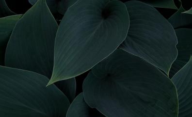 Plant, green-dark leaves, close up