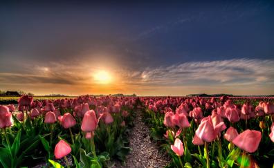 Farm, flowers, tulip, sunset