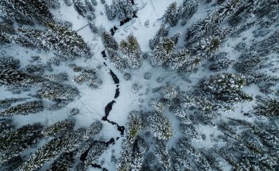 Winter, aerial view, trees, forest, white