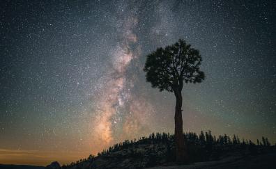 Silhouette, milky way, starry sky, tree