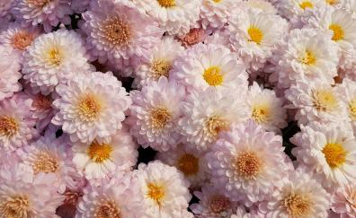 Chrysanthemum, flower, pink