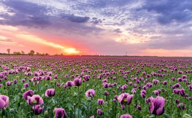 Violet, poppy field, flowers