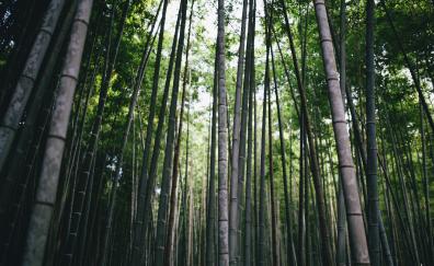 Bamboo, forest, trees, nature
