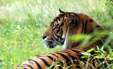 Photography, tiger, predator