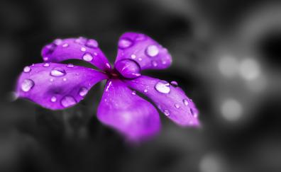 Water drops, Catharanthus roseus, purple flower, blur, close up