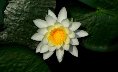 Water lily, white, flower, leaves, bloom