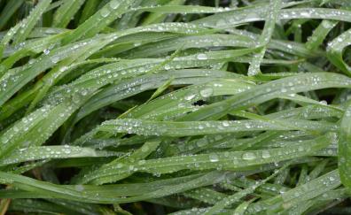 Big grass, water drops, morning