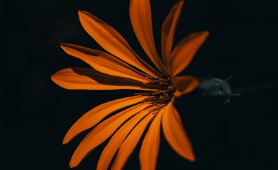 Flower, orange, dark