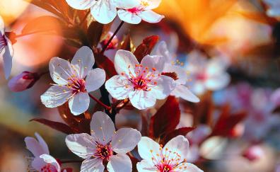 Cherry blossom, pink flowers, close up, spring