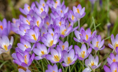 Crocus, bloom, violet flowers, close up