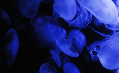 Jellyfish, blue, glow