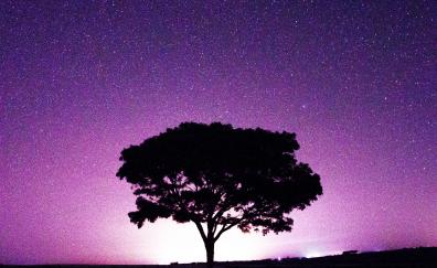 Starry night, tree, nature, silhouette, landscape