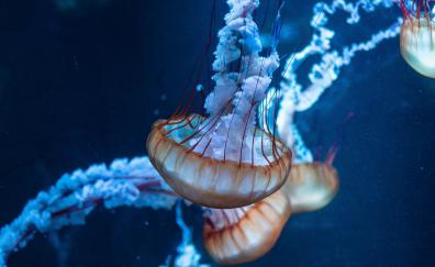 Jellyfish, underwater, aquatic, animals
