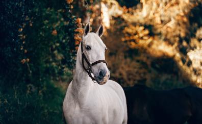 White feline, animal, horse