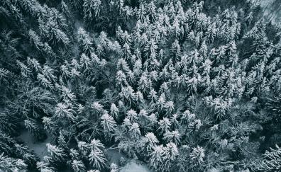Aerial view, winter, pine trees, frost