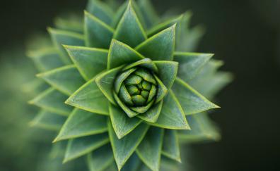 Succulent, close up, green