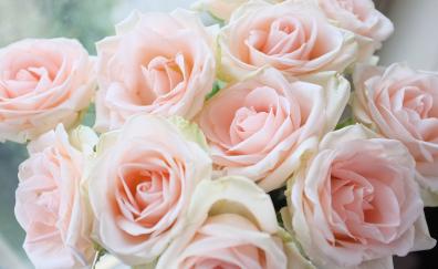 Light pink, roses, bouquet