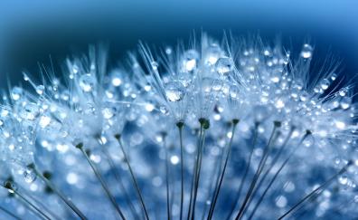 Blue, drops, Dandelion, fluffy flower, macro