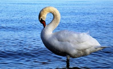 White, swan, bird