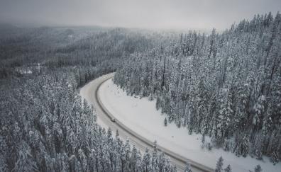 Winter, snowfrost, trees, forest, nature, road, aerial view