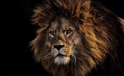 Mighty king, Lion, fur, muzzle