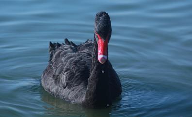 Black swan, bird, swim, water