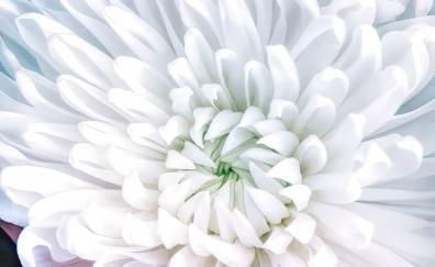 Flower, white, close up
